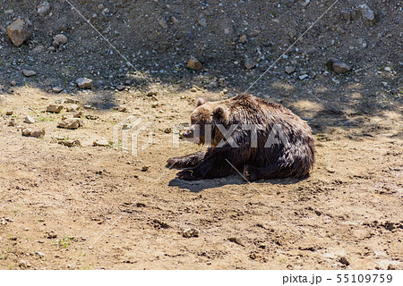 ヒグマ 55109759