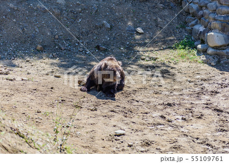 ヒグマ 55109761