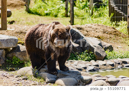 ヒグマ 55109771