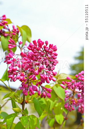 樹木:ライラック モクセイ科 樹木:ライラック モクセイ科 55110511