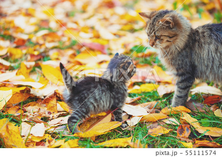 Little kitten and mother cat walk on fallen leaves Little kitten and mother cat walk on fallen leaves 55111574