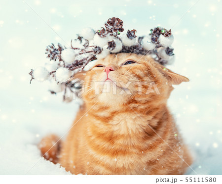 Portrait of a kitten wearing Christmas wreath 55111580