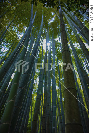 竹林　日本文化　伝統的な風景　鎌倉　報国寺　見上げる　煽り　ローアングル 55112063