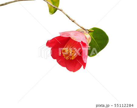 ヤブツバキ 55112284