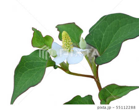 ドクダミ ドクダミ 55112288