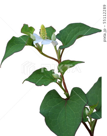 ドクダミ 55112289