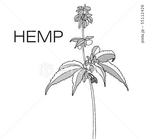Hand drawn illustration. 55112426