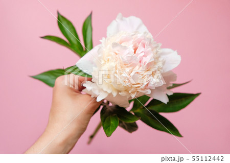 Beautiful white peony flower in women hand Beautiful white peony flower in women hand 55112442