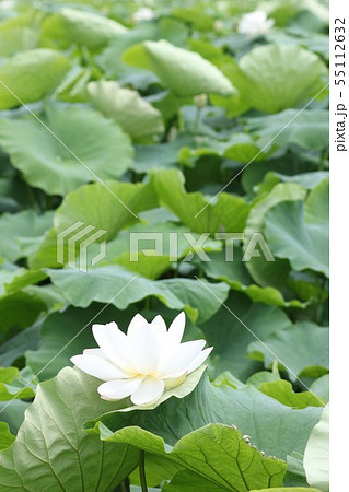 白い蓮の花01の写真素材