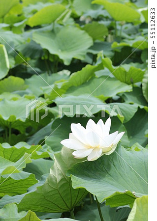 白い蓮の花02の写真素材