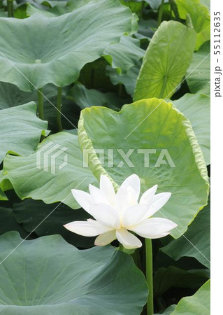 白い蓮の花04の写真素材