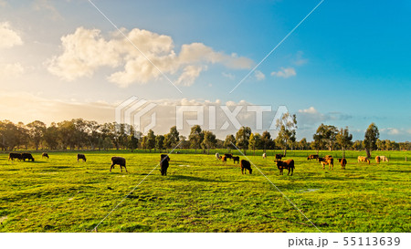 Australian grazing cows on a farm Australian grazing cows on a farm 55113639