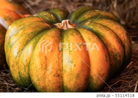 ribbed pumpkin large vegetable yellow-green 55114518