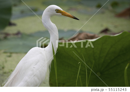 鳥 白鷺 フルの写真素材