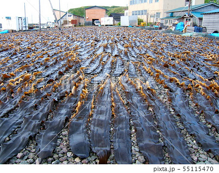 【北海道利尻礼文島】こんぶ干しの風景　天日干し 55115470
