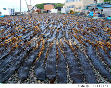 【北海道利尻礼文島】こんぶ干しの風景 天日干し 【北海道利尻礼文島】こんぶ干しの風景 天日干し 55115471