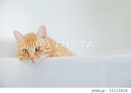 猫 猫 55115616