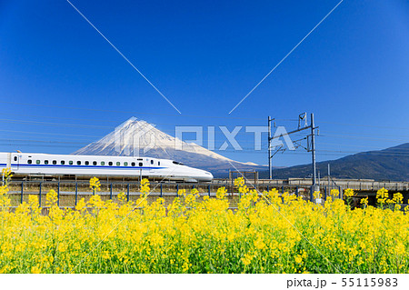 新幹線_富士山_菜の花畑 新幹線_富士山_菜の花畑 55115983