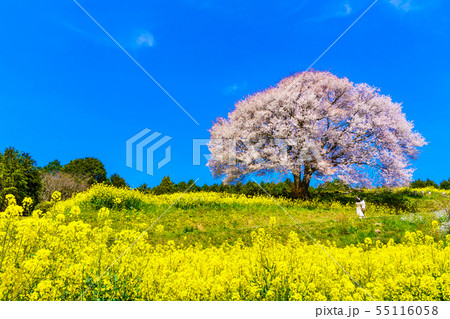馬場の山桜と菜の花 【佐賀県武雄市】 馬場の山桜と菜の花 【佐賀県武雄市】 55116058