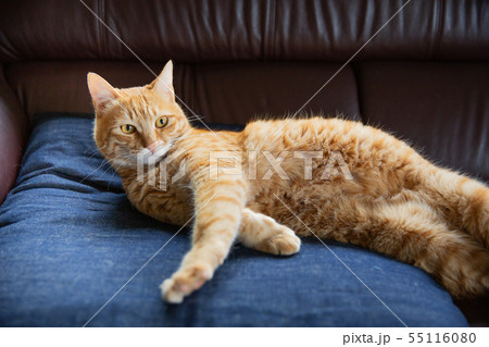 猫 55116080