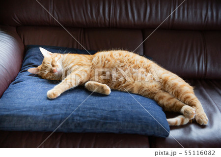 猫 55116082