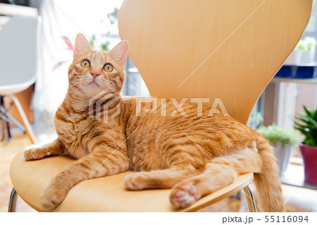 猫 猫 55116094