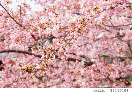 河津桜 河津桜 55116193