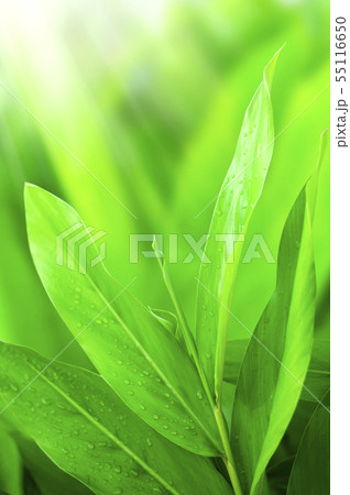 Closeup nature view of Green leaf with water drops Closeup nature view of Green leaf with water drops 55116650