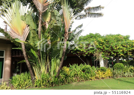 熱帯庭園 熱帯庭園 55116924