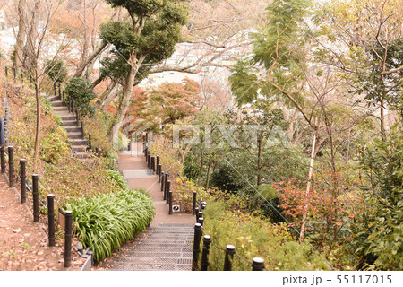 鎌倉　長谷寺　紅葉 55117015