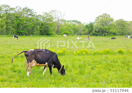 北海道の牧場の牛 55117046