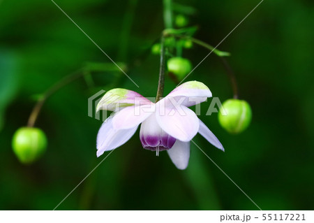 レンゲショウマ 55117221