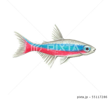 Neon Tetra Natural Illustration By Colored Pencilsのイラスト素材