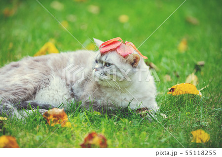 Cute cat with a fallen leaf on its head 55118255