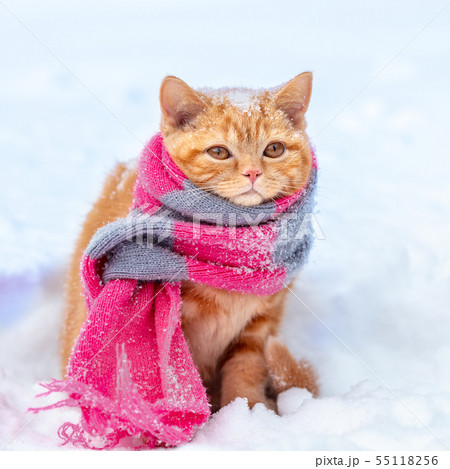 Little red kitten wearing knitted scarf 55118256