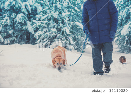 A man with a Labrador retriever dog walks in deep A man with a Labrador retriever dog walks in deep 55119020