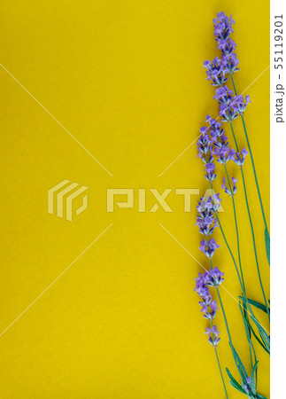 bouquet of fresh lavender flowers on a bright 55119201