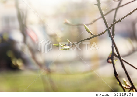Young leaves, buds and shoots on a tree branch in 55119202
