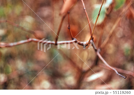 Autumn yellow-orange-red leaves and branches Autumn yellow-orange-red leaves and branches 55119260