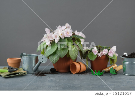 Potted Saintpaulia flowers, tools for pot plants 55121017