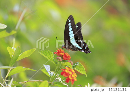 ランタナの蜜を吸うアオスジアゲハ 55121131
