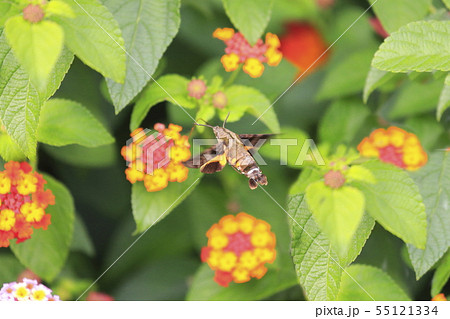 ランタナの蜜を吸うホシホウジャク ランタナの蜜を吸うホシホウジャク 55121334