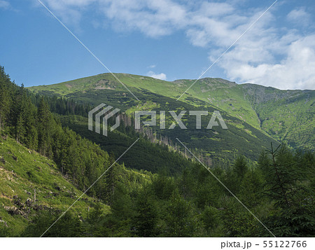 Beautiful mountain landscape with lush green grass, spruce trees, dwarf scrub pine and bald mountain Beautiful mountain landscape with lush green grass, spruce trees, dwarf scrub pine and bald mountain 55122766