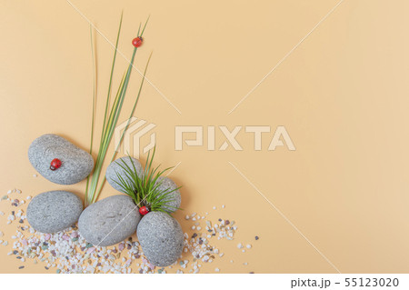 植物 小石 石 55123020