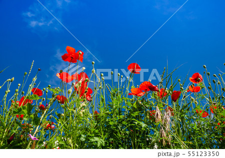 Red poppies and sky Red poppies and sky 55123350