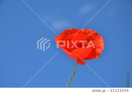 Red poppies and sky 55123354
