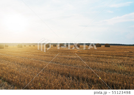 Harvested rye field 55123498