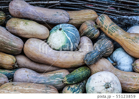 long orange vegetables muscat pumpkin round green long orange vegetables muscat pumpkin round green 55123859