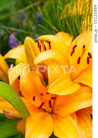 large flower lily orange long petals wet with 55123984