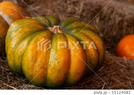 big ripe pumpkin ribbed harvest autumn rustic big ripe pumpkin ribbed harvest autumn rustic 55124082